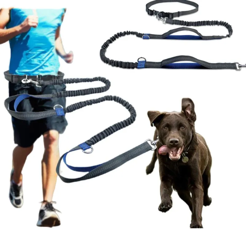 Laisse ceinture chien