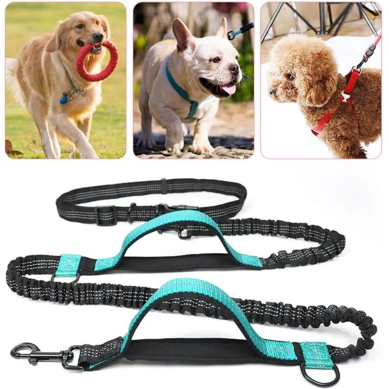 Laisse ceinture chien